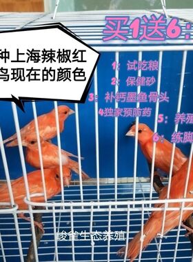 （顺丰包邮）活体包邮玉鸟红桂皮芙蓉鸟山东黄玉鸟白玉鸟鸣唱鸟好