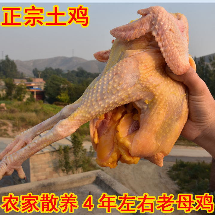 农家散养4年左右土母鸡 散养土鸡 月子补品笨鸡柴鸡老母鸡 一只价