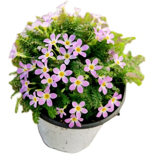 包邮超小型报春花云南田埂报春安徽羽叶报春