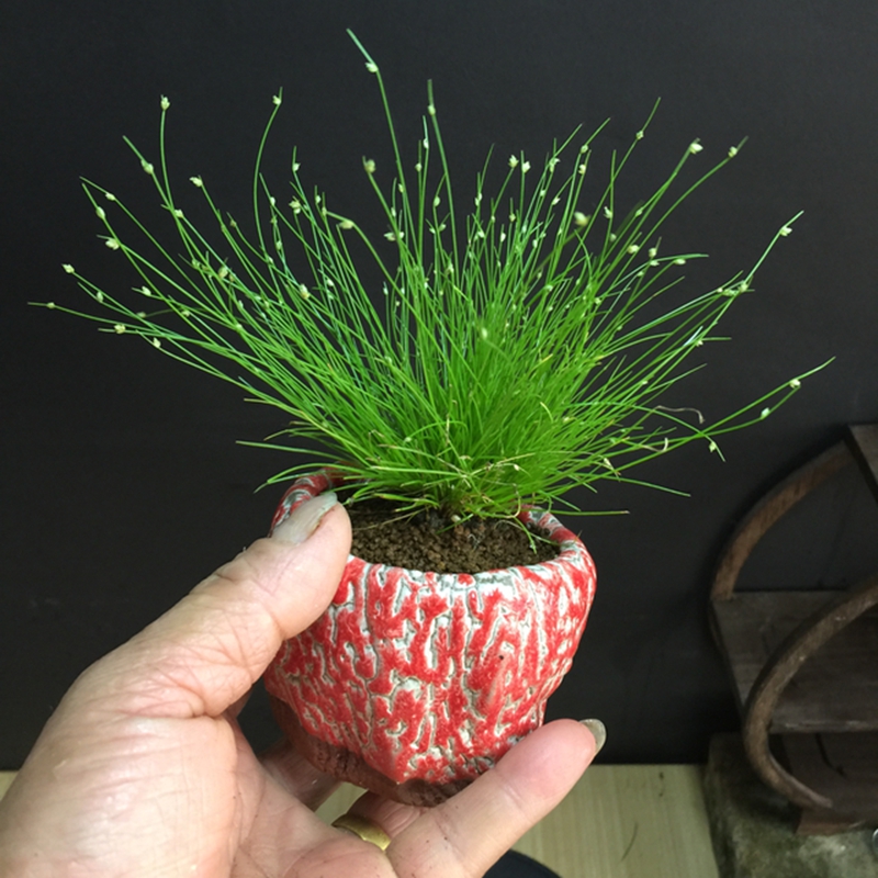 室内耐荫观赏草日本山野草盆栽画眉菅姬翠竹喜湿润耐涝趣味美观|ruв категории доставка цветов/цветок моделирования/растения садоводства, цветок/растения в горшках (новый), растения - от Buy2taobao.com для оказания профессиональной услуги покупки агента Taobao