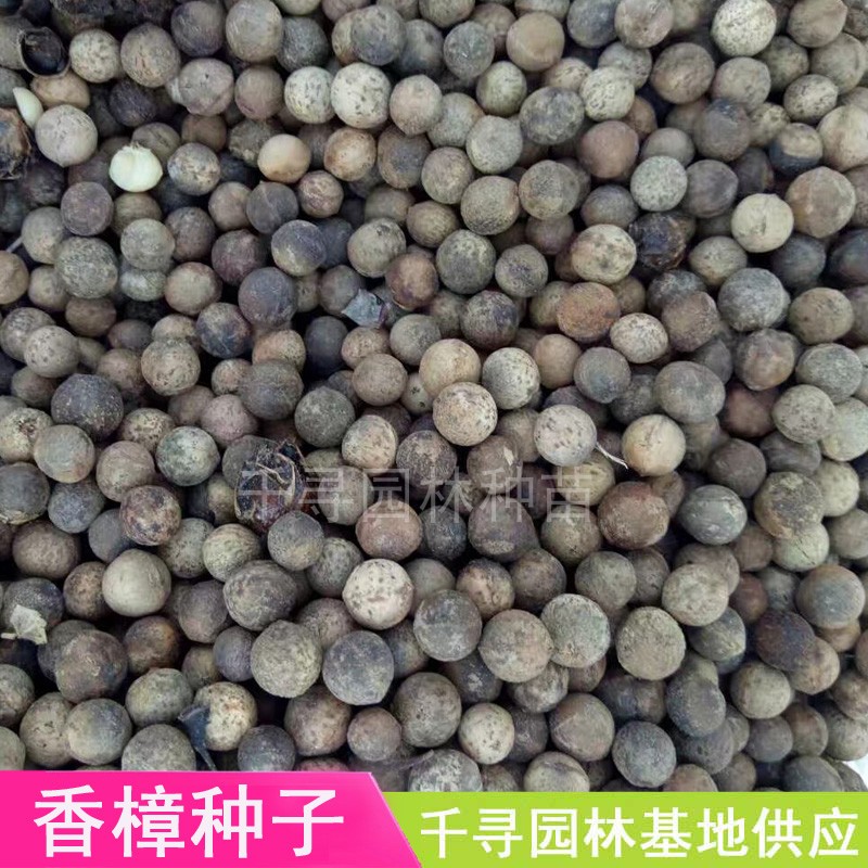 新采香樟种子 香樟树种子净籽保证发芽率  大叶香樟种子颗粒饱满