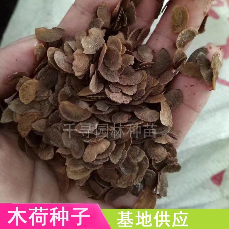 木荷种子低价出售新品发芽率高