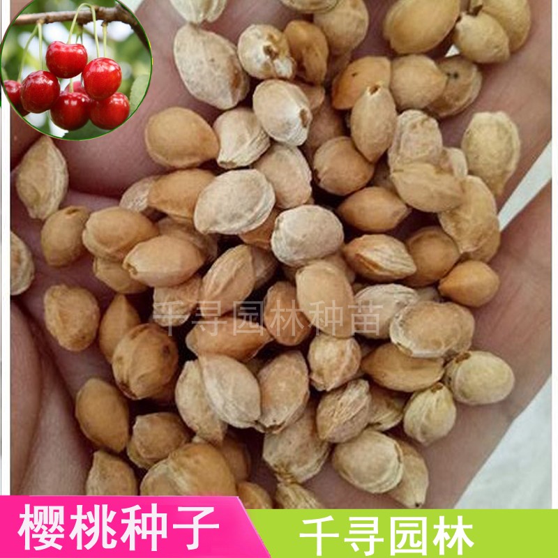 新采大叶青樱桃果树占木种子