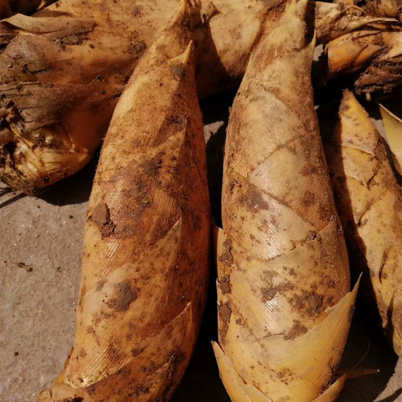 湖南炎陵特产农家现挖冬笋10斤装黄泥野生楠竹笋嫩笋甜笋新鲜蔬菜,水产肉类/新鲜蔬果/熟食,竹笋,淘宝优惠券,粉丝福利购,淘宝优惠卷