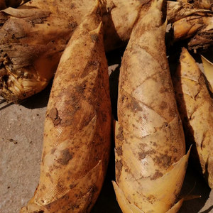 湖南农家现挖野生冬笋新鲜蔬菜