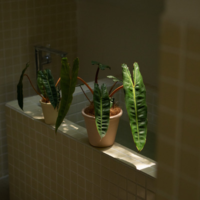 橙柄蔓绿绒个性小众绿植盆栽