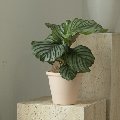 青苹果竹芋美观提神净化空气