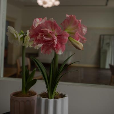 开出大大花朵朱顶红室内桌面秋冬