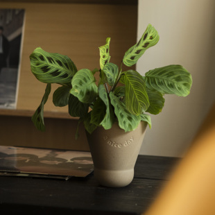 大地植物工作室 金脉叶蝉竹芋小众植物绿植盆景样板间餐厅植物