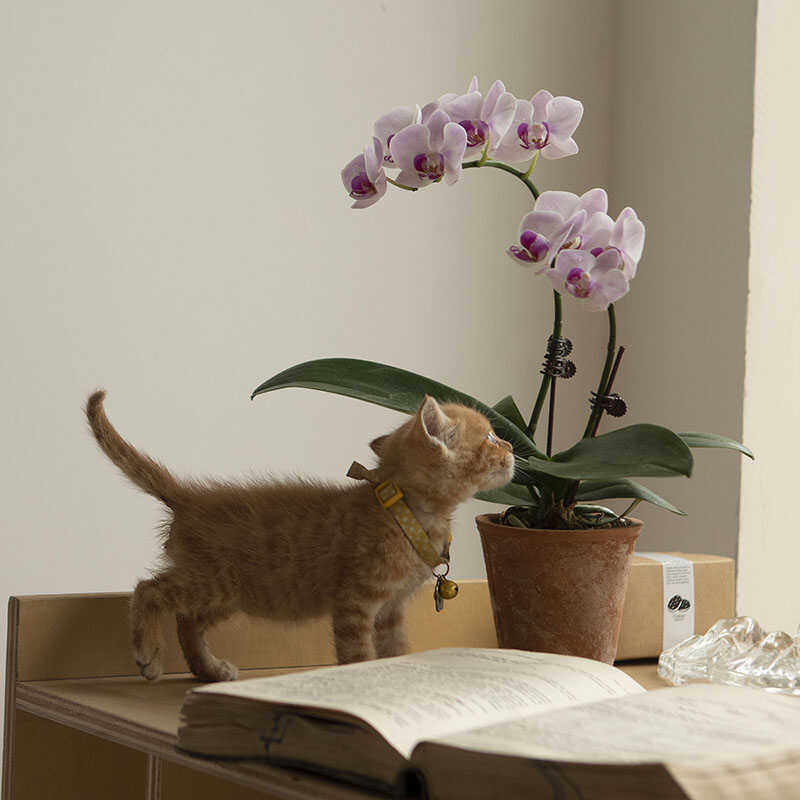 大地植物工作室 蝴蝶兰花开花植物盆栽花卉绿植ins小众开花,鲜花速递/花卉仿真/绿植园艺,国兰/杂交兰/洋兰类,淘宝优惠券,粉丝福利购,淘宝优惠卷