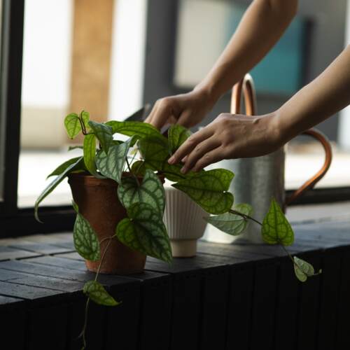 胡椒薄荷绿植盆栽小众室内