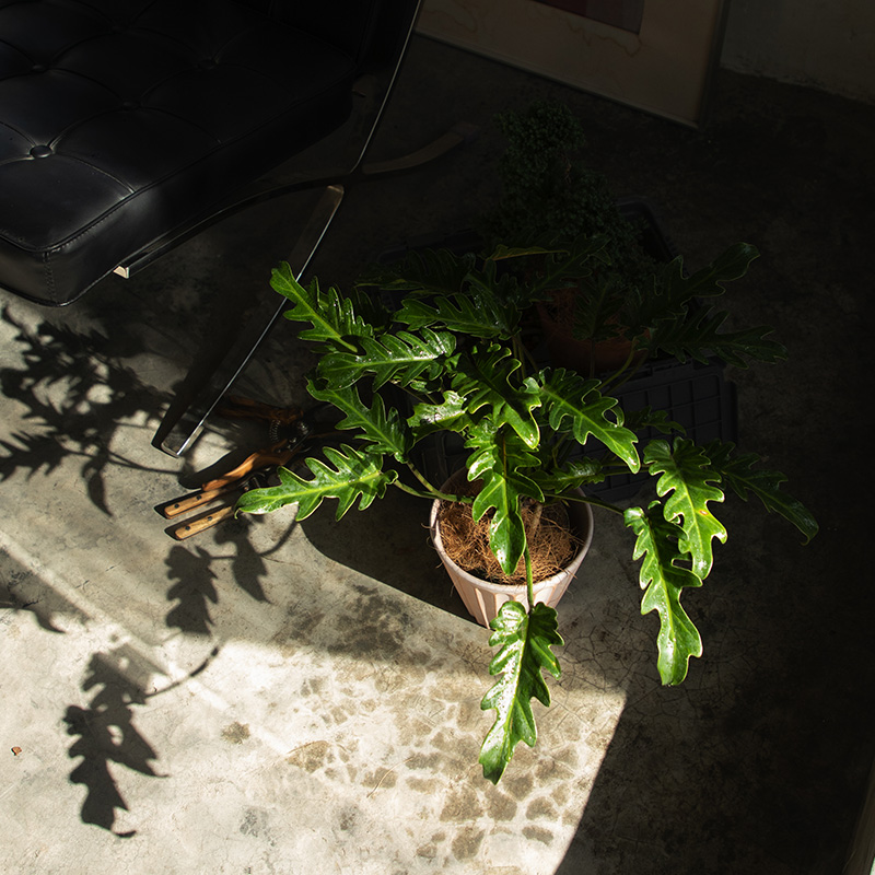 大地植物小天使蔓绿绒造型飘枝绿植小众植物四季常绿盆景精致盆栽