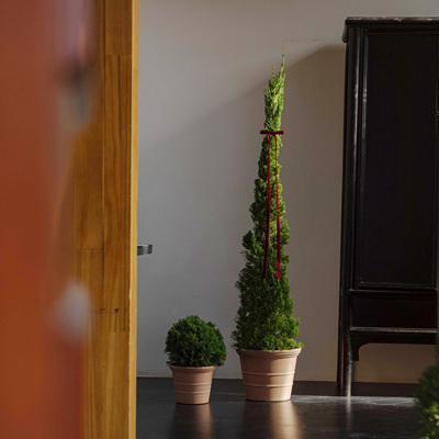 很有氛围感的圣诞树来啦