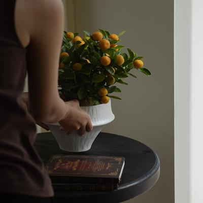 四季金桔室内室外观赏