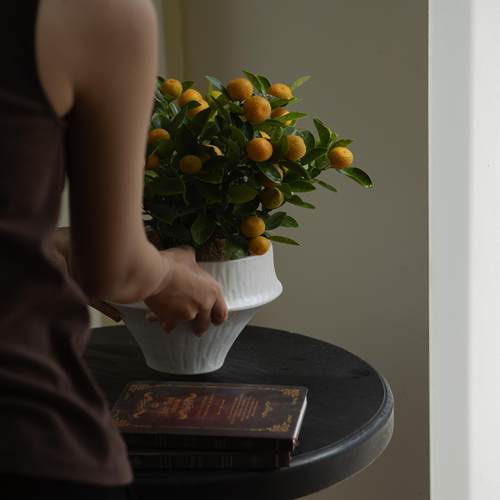 四季金桔室内室外观赏