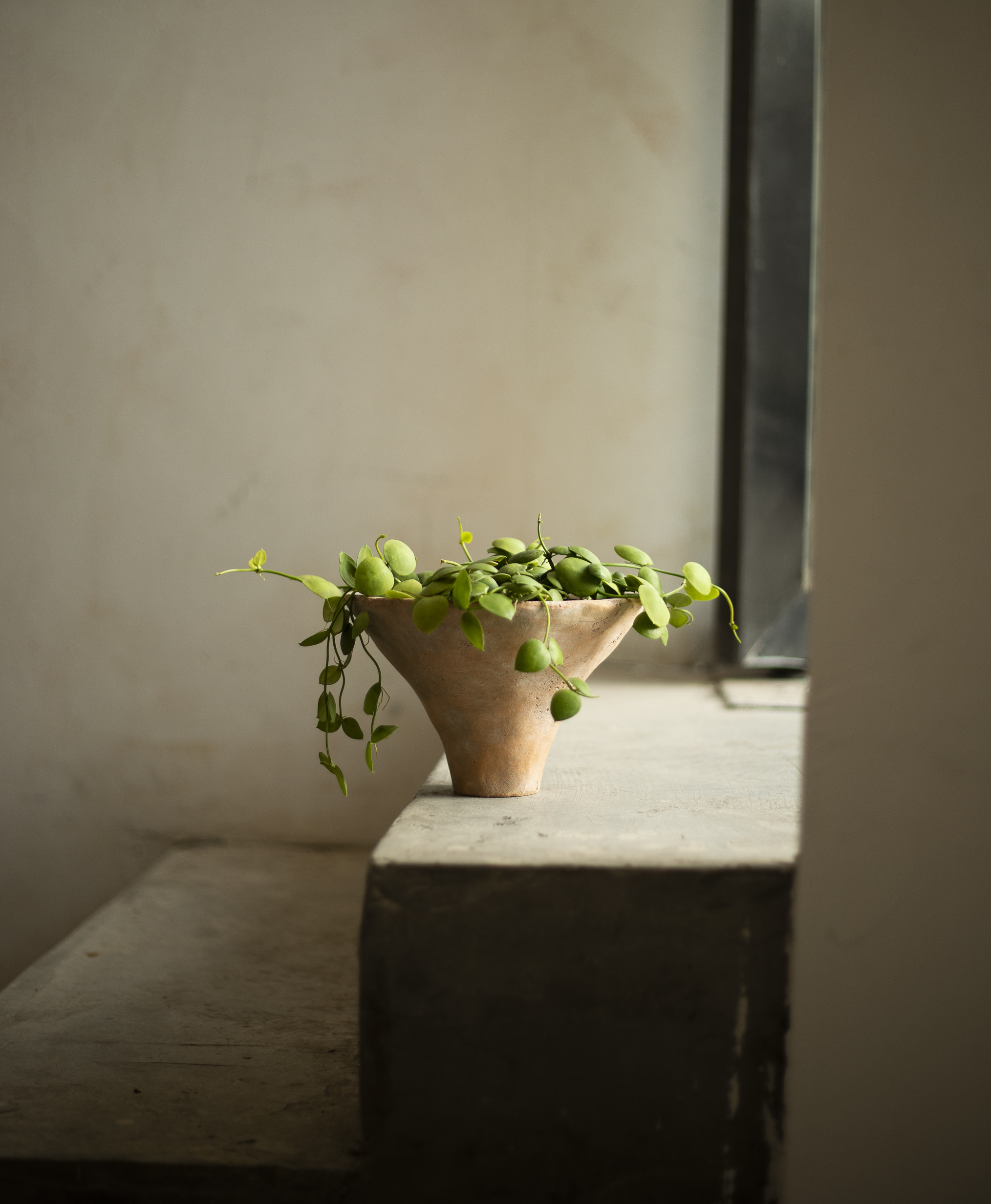 Earthplant玉荷包花卉绿植盆栽小众盆景四季常绿北欧简约开花植物
