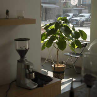 Eath plant 爱心榕心叶榕ins风落地大花盆田园风绿植盆栽阳台盆景