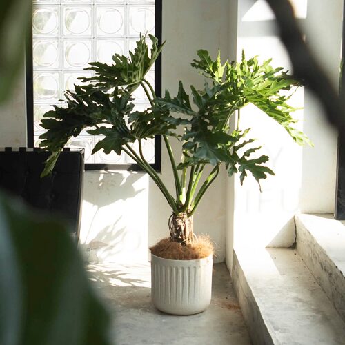 大地植物龙鳞老桩春羽蔓绿绒四季常绿净化空气落地大绿植客厅