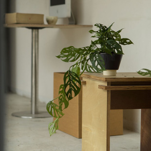 Earth plant 米歇尔小巨洞龟背竹耐阴好养四季常绿植爬藤植物盆景