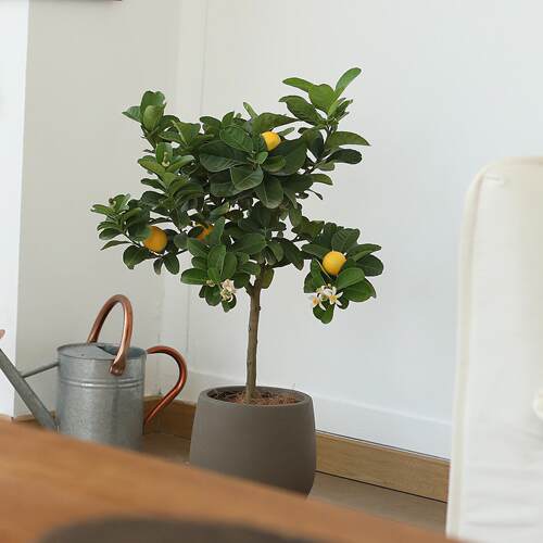 桌面植物办公室好养活四季常青