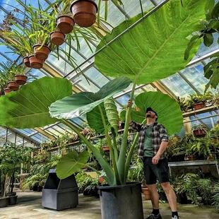 巨型大叶象耳芋大型绿植热带雨林造景大野芋滴水观音室内庭院植物