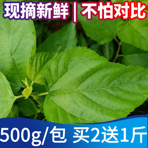 新鲜桑叶新鲜蚕宝宝饲料学生养蚕大叶小蚕鲜嫩桑叶喂蚕活体蚕广东