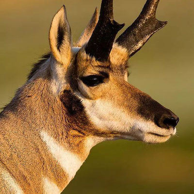 叉角羚，下单自己走过去，稀有宠物，路途遥远时间较长