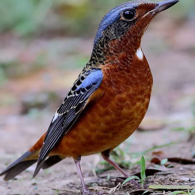 白喉矶鸫，下单自己走过去，稀有宠物，路途遥远时间较长