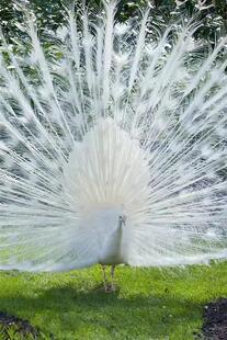 稀有宠物 路途遥远时间较长 下单自己走过去 纯种野生孔雀