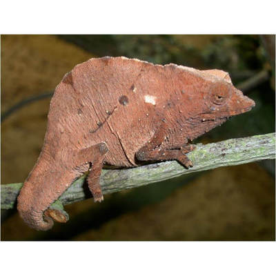 枯叶侏儒变色龙，下单自己走过去，稀有宠物，路途遥远时间较长