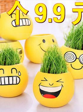 娃娃小盆栽小草迷你植物微景观创意长草表情草坪种草头上浇水头发