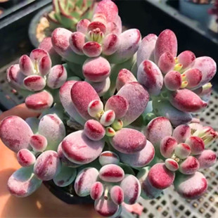 多肉植物乒乓福娘老桩精品大群生萌肉办公室多肉组合花卉盆栽绿植