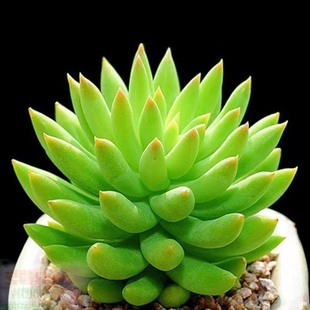 玉珠莲千佛手多肉植物盆栽花卉防辐射新手肉肉绿植办公室绿植花卉