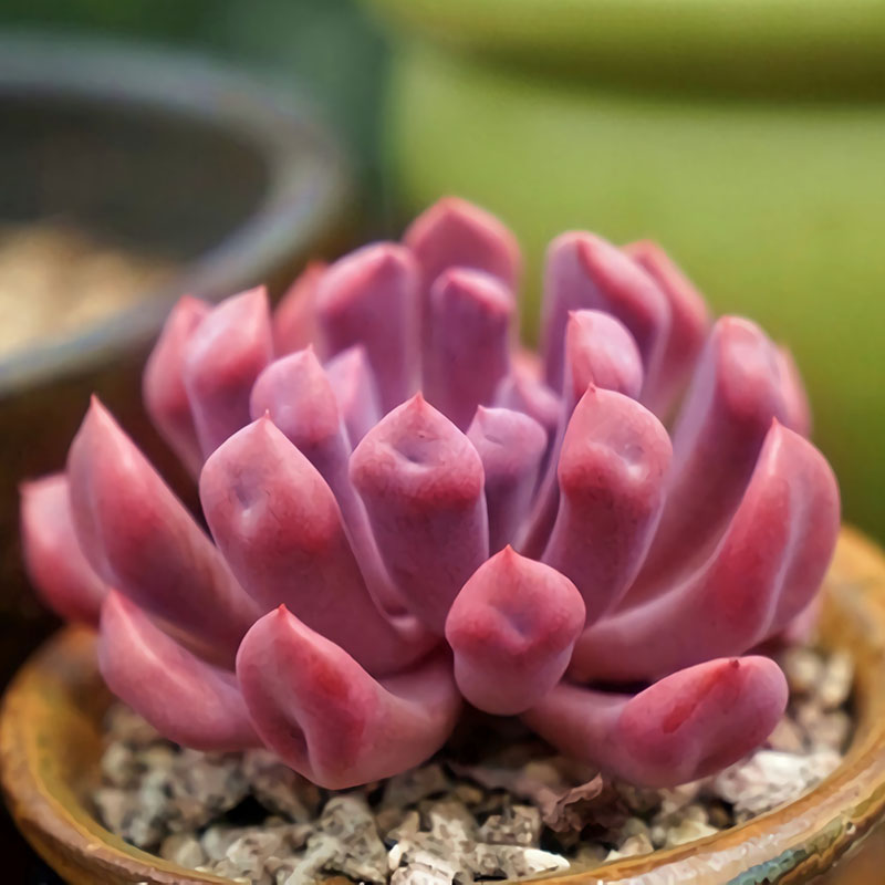 丘比特多肉植物室内特玉莲杂交