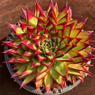 超大多头口红魅惑之宵乌木黑檀汁多肉植物盆栽贵货弗兰克罗宾花卉