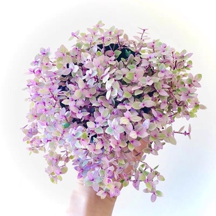 胭脂云多肉植物组合盆栽稀有品种小绿植室内花防辐射粉红女郎爆盆