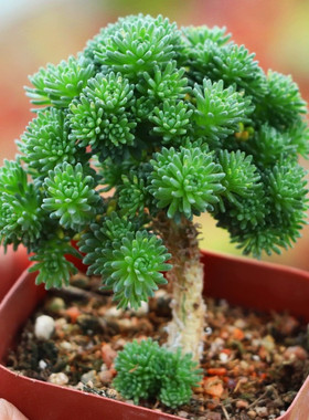球松老桩多肉植物造型桩微景观盆栽趣味多肉花盆套装组合花卉绿植