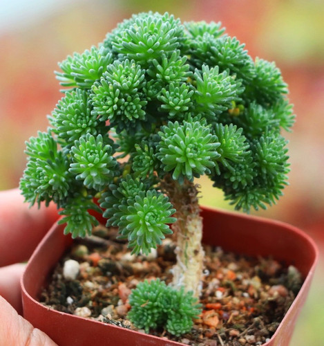 球松老桩多肉植物造型桩微景观盆栽趣味多肉花盆套装组合花卉绿植