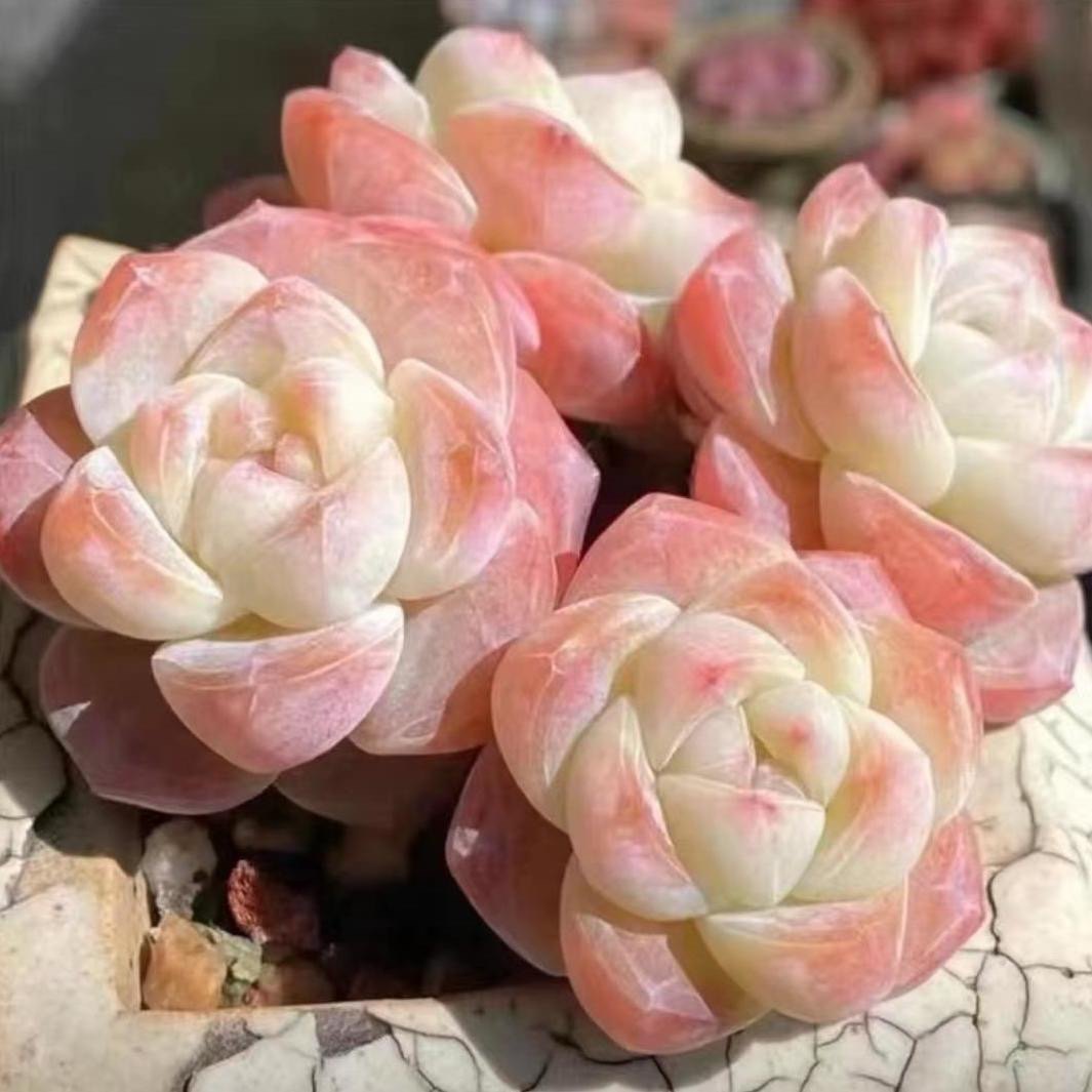 冰玉多肉植物月影系群生办公室阳台超萌肉肉植物盆栽绿植多肉花卉