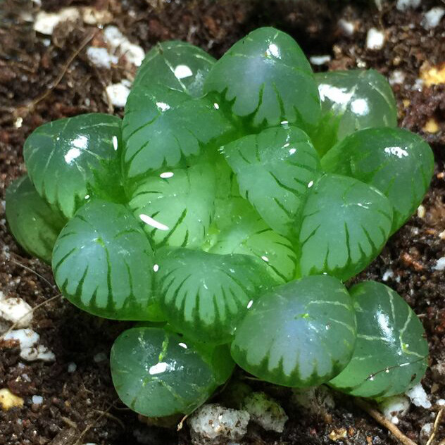 多肉植物水晶玉露系列姬玉露易爆盆群生萌肉肉创意小盆栽绿植花卉