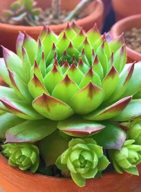 观音莲群生多头多肉植物莲花座
