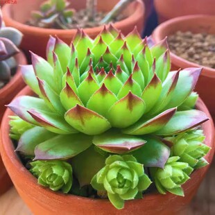 观音莲群生多头多肉植物莲花座长生草易爆盆室内绿植花卉组合盆栽