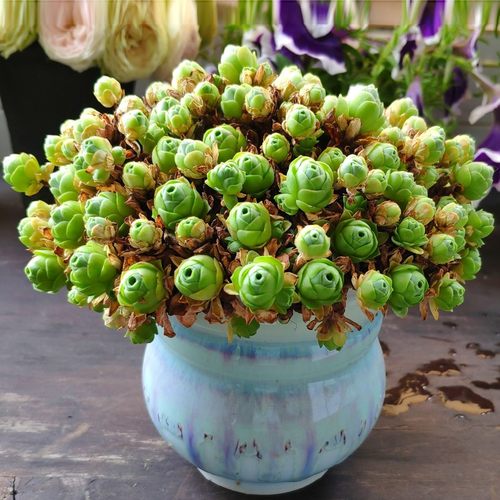 山地玫瑰多肉植物群生绿植花卉