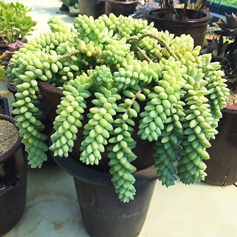 绿植玉坠爆盆超大颗组合多肉植物