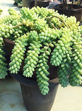 绿植玉坠爆盆超大颗组合多肉植物