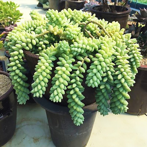 绿植玉坠爆盆超大颗组合多肉植物