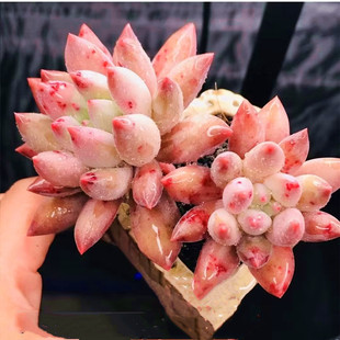 多肉植物红蜻蜓粉色系群生多肉萌肉千佛手所罗门组合盆栽新手好养