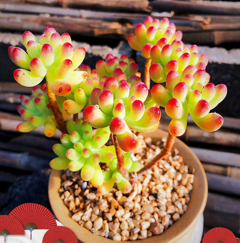 果冻乙女心多肉植物群生多头小老桩乙女心缀化办公室盆栽花卉绿植