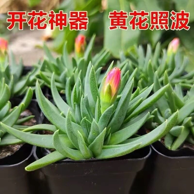 开花多肉黄花照波红花奔龙植物组合开花盆栽办公室桌面绿植