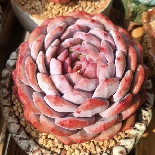 橙梦露多肉植物精品大颗群生好养
